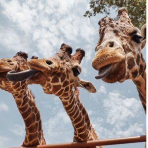 The Giraffe House