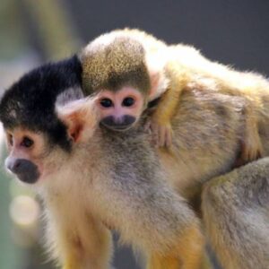 Monkey Town