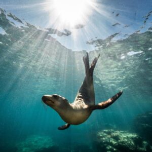 Seal Snorkeling