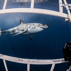 Shark Cage Diving Cape Town