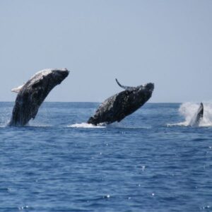 Whale Watching Hermanus