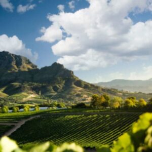 Winelands Tour