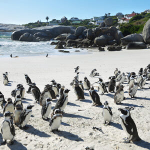 Boulders Beach Transfer