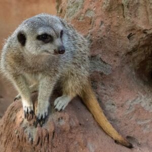 Exotic Animal World